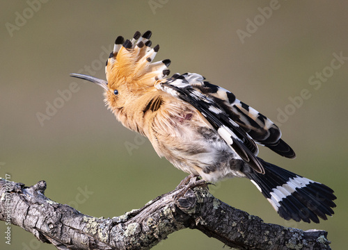 Tableau sur toile A bird (hoopoe) on its perch