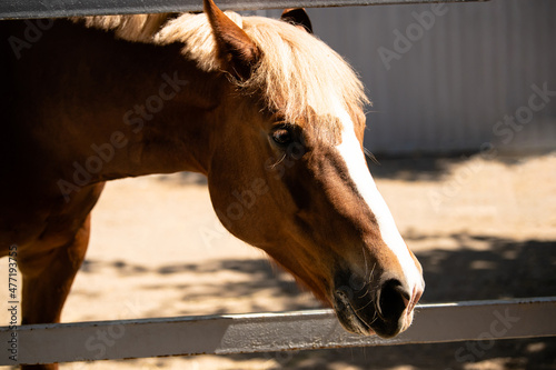 Horse head in the stall. The stallion's head in the stall. The horse's head looks into the lens.