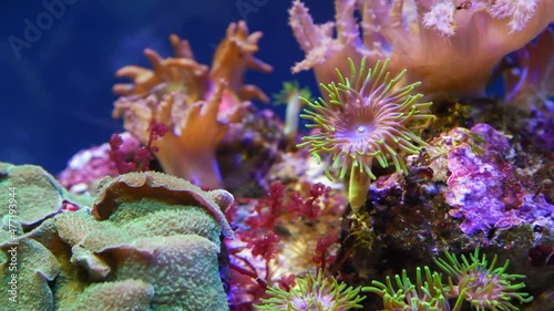 Beautiful colourful Palythoa (or Zoanthus) sea anemone hangs on coral reef and moves moves its tentacles in water. 4K resolution video. Beauty in nature theme. photo