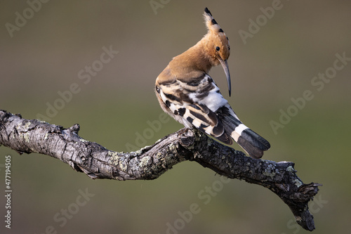 Canvas Print A bird (hoopoe) on its perch