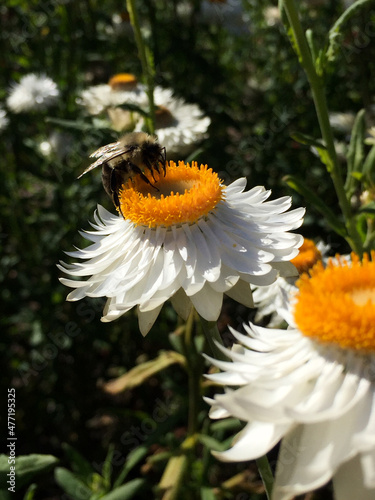 white daisy flowers photo