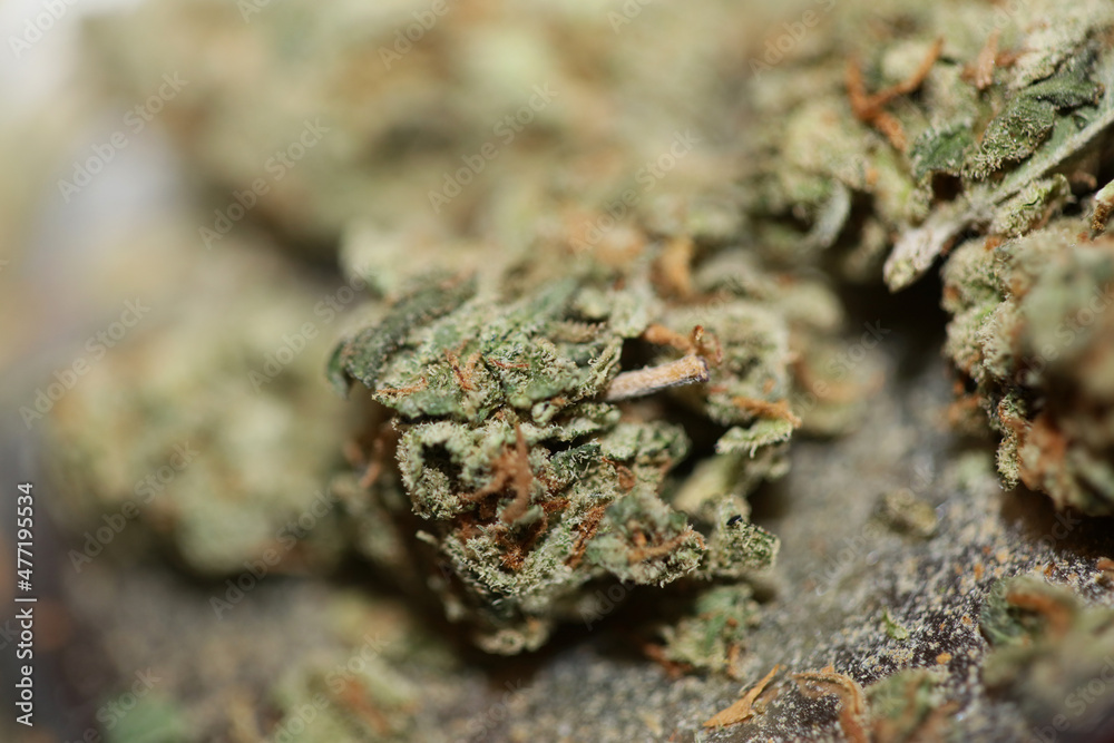 Cannabis sativa fresh big bud family cannabaceae close up modern background high quality big size prints Cannabis sativa fresh big bud family cannabaceae close up modern background high quality big size prints