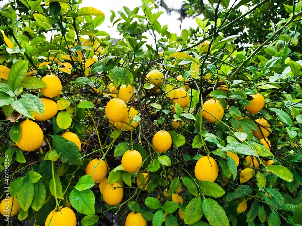 lemon patch