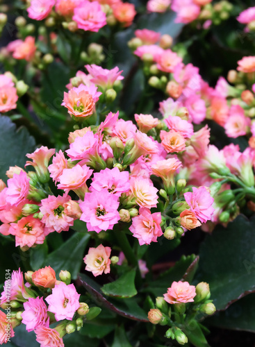 Indoor plant Kalanchoe blossfeldiana, pink flowers blooming in greenhouse, selective focus, vertical orientation.