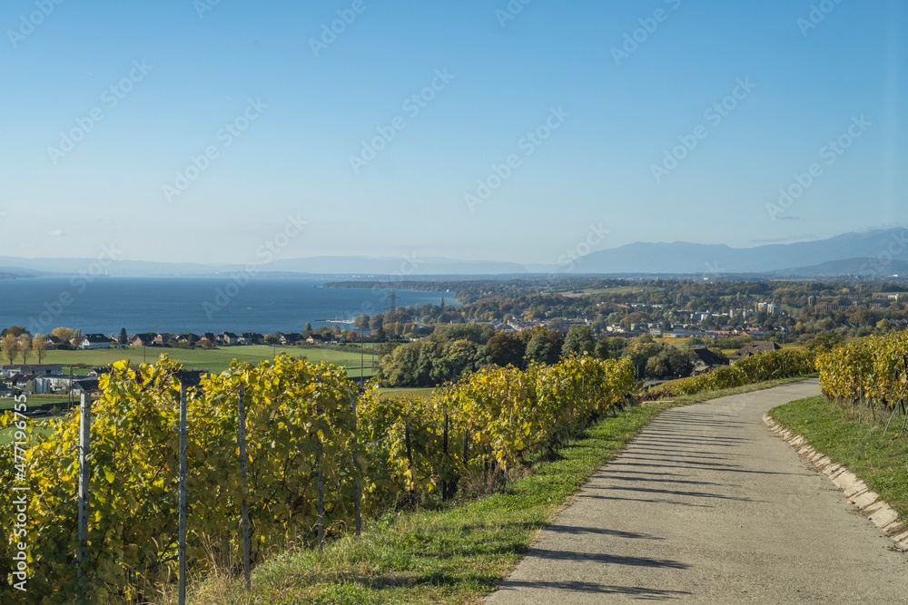 vue sur le vignoble et le lac