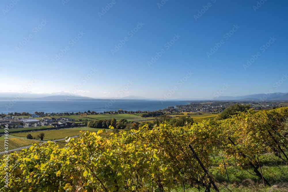 vue sur le vignoble et le lac vue sur le vignoble et le lac
