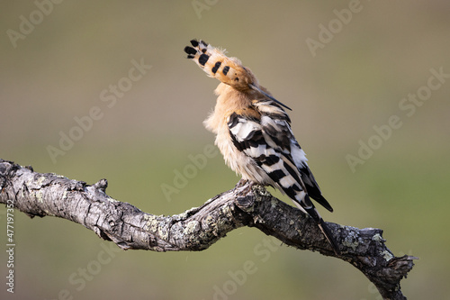 A bird (hoopoe) on its perch © Fernando