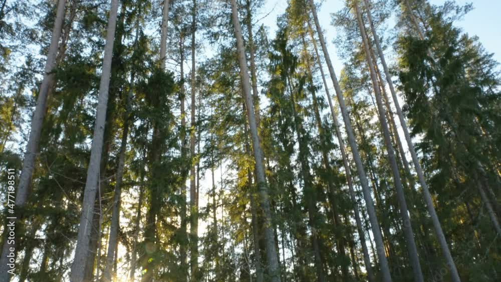 Tall trunks of the trees in the forest with the bright ray of the sun on a morning in Estonia Tall trunks of the trees in the forest with the bright ray of the sun on a morning in Estonia