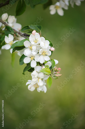 Background of blooming apple branch
