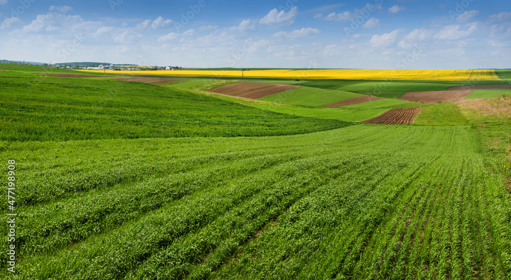 green fresh field of winter wheat in spring and hills with plots of different colors