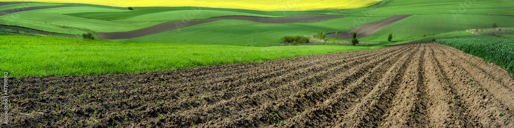 rows of planting potatoes and green fresh field of winter wheat in spring, hills with areas of different colors