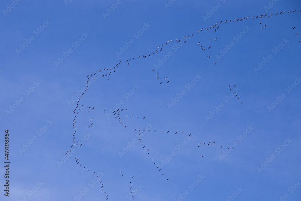 Migrating goose birds on the way south to Africa because winter is coming in Europe