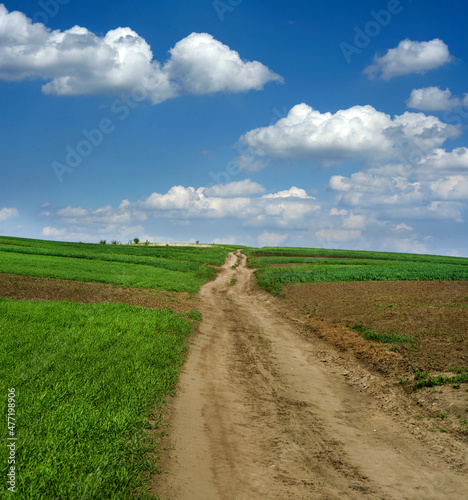 dirt road at green fresh wheat