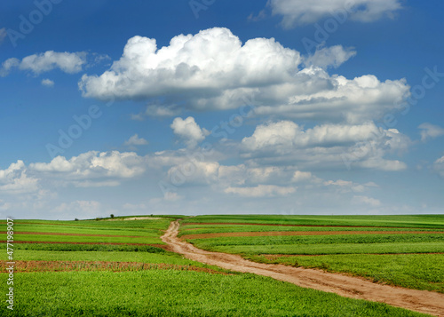 green fresh wheat field with dirt road in springtime with beautiful sky