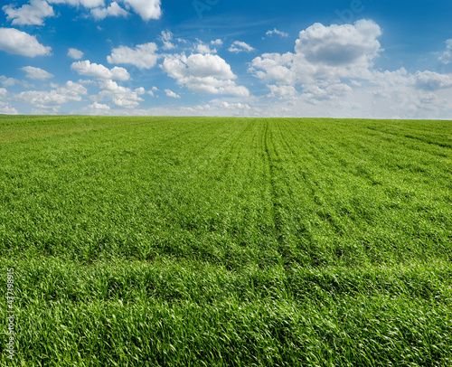 wheat sprouts on a farmer's field, hill and sky