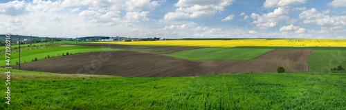 panoramic view of farm green wheat field, lines of arable land and rapeflower...