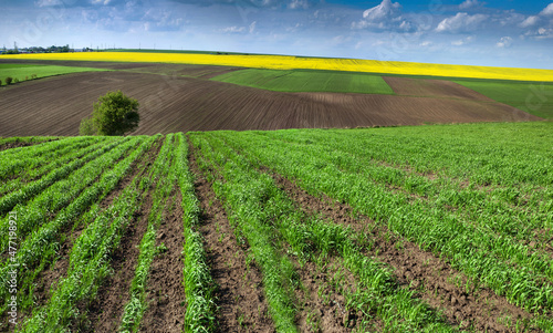 Agriculture landscape with fields of wheat, a lonely birch tree
