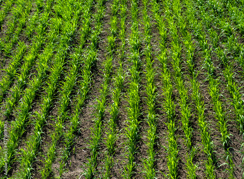 young wheat in rows, spring sprouts, top view