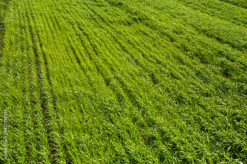 seedlings of winter wheat, top view, good light on the spring farm field