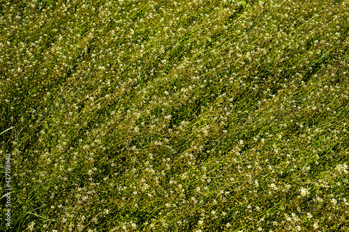 Capsella bursa pastoris, top view of the field
