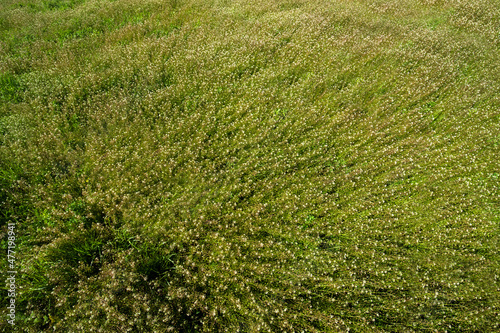 Flowering field grass Capsella bursa pastoris, top view of the field at spring
