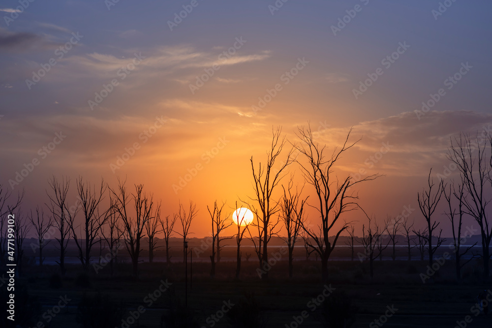 Perfect colorful sunset with plain horizon and dry trees in Carhué, Buenos Aires, Argentina
