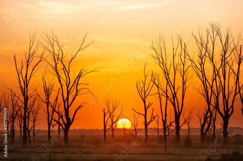 Perfect colorful sunset with plain horizon and dry trees in Carhu    Buenos Aires  Argentina 