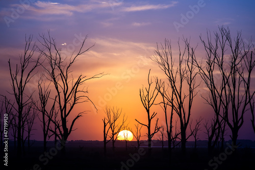Perfect colorful sunset with plain horizon and dry trees in Carhué, Buenos Aires, Argentina 