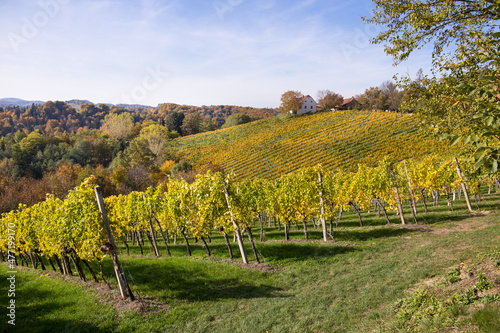 Rows of grape vines during autumn on the hills in the Südsteiermark region in Austria