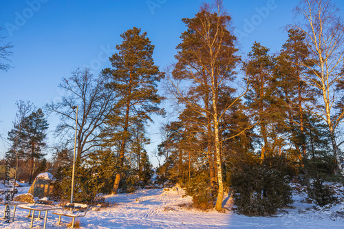 Beautiful view of sunset on a frosty winter evening in forest. Snowy trees in winter.  Sweden.