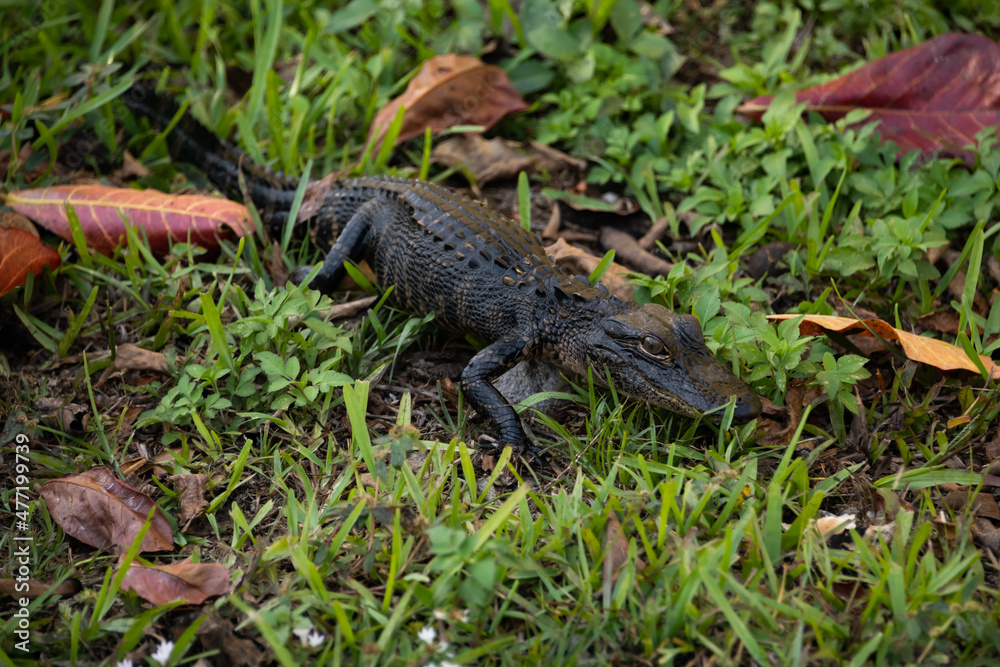 Juvenile Gator Juvenile Gator