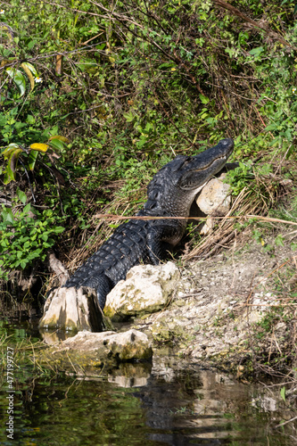 Sunning Gator