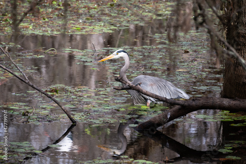 Everglades Heron