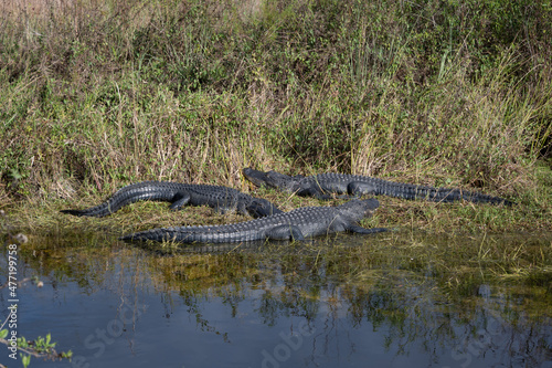 Three Alligators