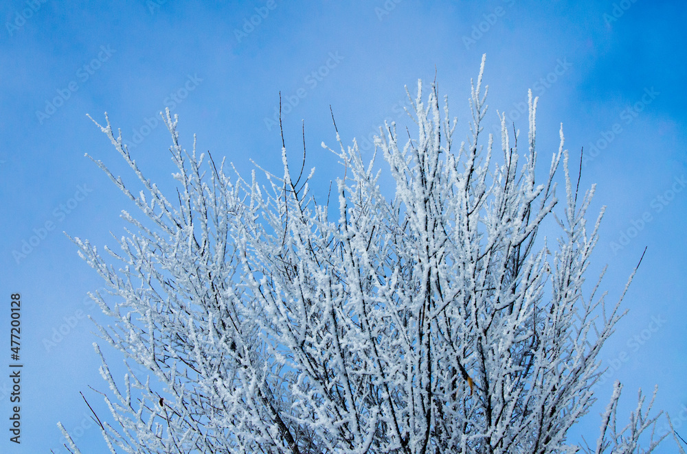 frosty tree in winter frosty tree in winter