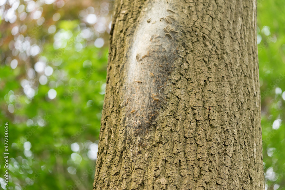 Obraz premium Oak processionary caterpillar nest and web in procession on an oak tree.