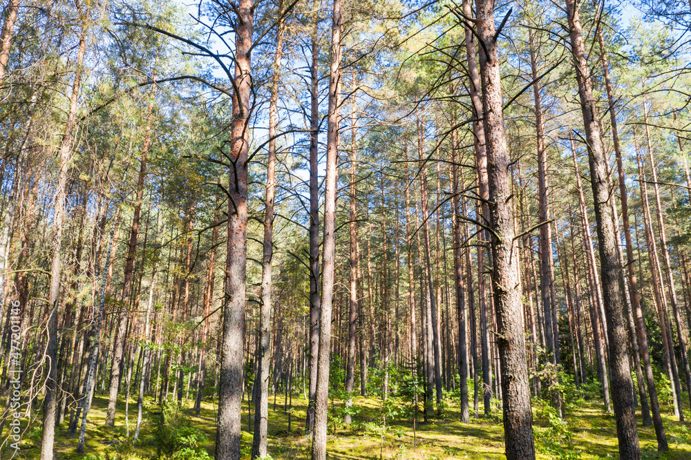 Fototapeta premium A summer pine forest landscape