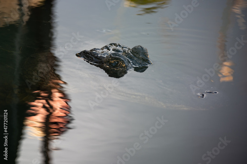 Gator's Eyes