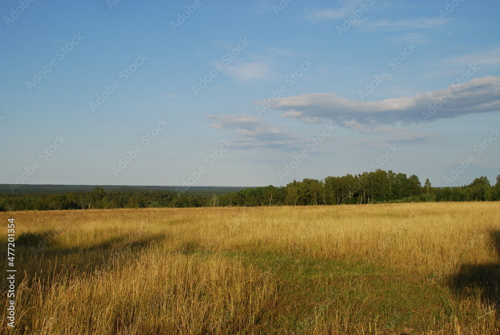 View from a high hill to the field and forest. A view opens onto a field with yellowed grass burnt out in the sun and a green forest. Above, there is a light blue sky with small white clouds.