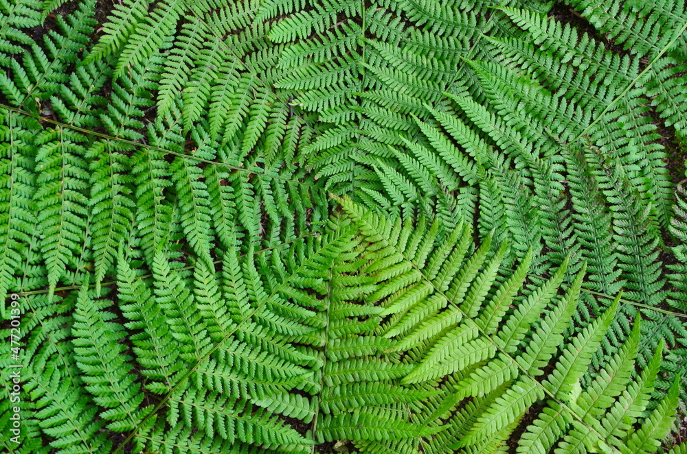 Fern leaf background. Fern leaves close-up, lie in the center of the photo. Presentation background. Surface