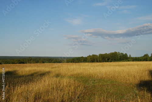 View from a high hill to the field and forest. A view opens onto a field with yellowed grass burnt out in the sun and a green forest. Above  there is a light blue sky with small white clouds.