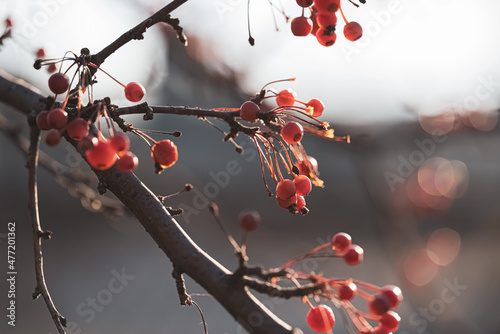 closeup on a bunch of wild red berries growing on a tree branch in winter, set off against a white and grey background with additional bunches of blurred red berries