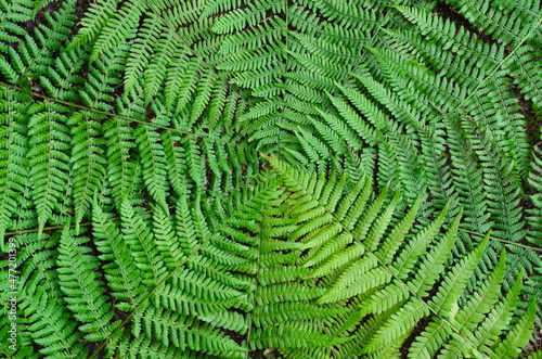 Fern leaf background. Fern leaves close-up, lie in the center of the photo. Presentation background. Surface