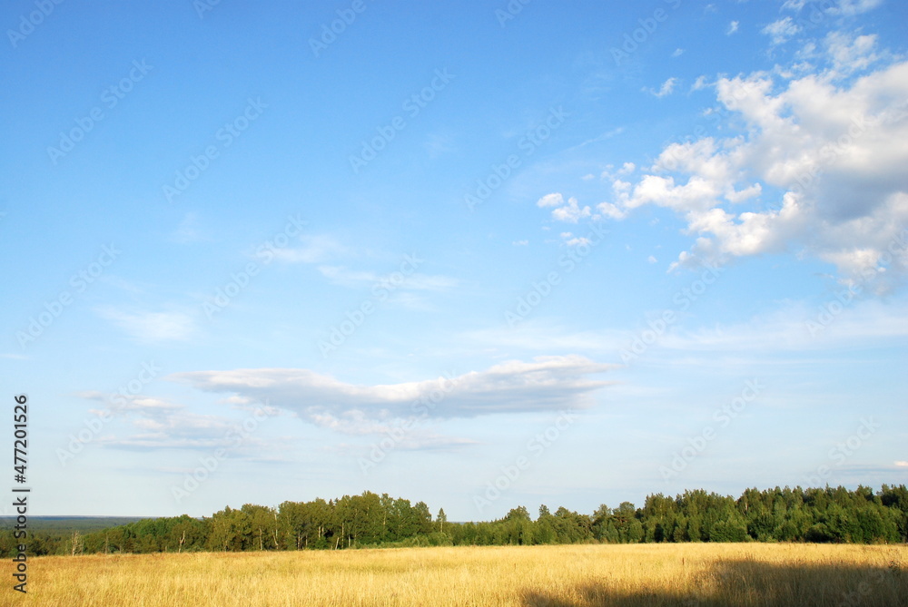 View from a high hill to the field and forest. A view opens onto a field with yellowed grass burnt out in the sun and a green forest. Above, there is a light blue sky with small white clouds. View from a high hill to the field and forest. A view opens onto a field with yellowed grass burnt out in the sun and a green forest. Above, there is a light blue sky with small white clouds.