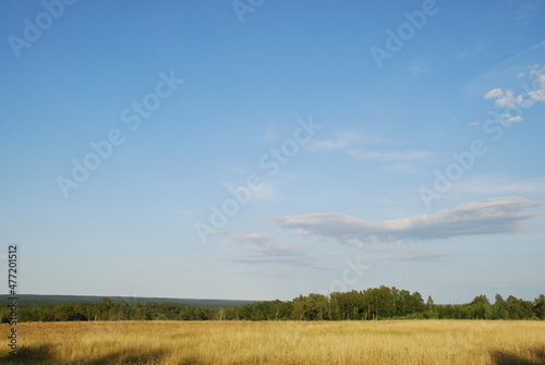 View from a high hill to the field and forest. A view opens onto a field with yellowed grass burnt out in the sun and a green forest. Above, there is a light blue sky with small white clouds.
