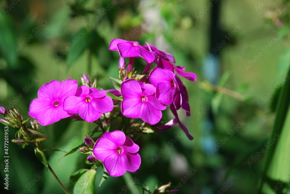 Small pink flowers of phlox. Deep pink open flowers bloom among the green leaves. They have five wide, rounded petals and a flat, hollow core. Small pink flowers of phlox. Deep pink open flowers bloom among the green leaves. They have five wide, rounded petals and a flat, hollow core.