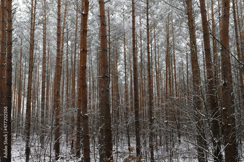 Pine Trees with Snow in Forest 