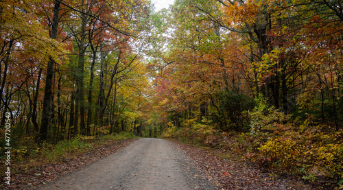 A Fall 2021 Drive Through Georgia Forest