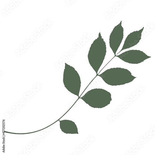 Botanical vector element silhouette green leaf ecology nature