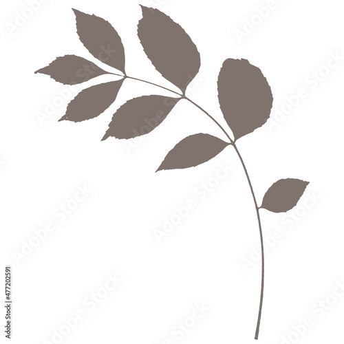 Botanical vector element silhouette leaf ecology nature